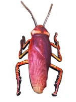 35/55cm Creative Simulation 3d Cockroach Pillow Funny Tricky Spoof Insect Plush Toy For Kids Boys And Girls Halloween Gift - Image 6