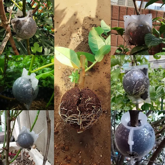 Wholesale High Pressure Propagation Root Growing Box Plant Rooting Ball Garden Reusable Cutting Grafting Ball Breeding Equipment - Image 6