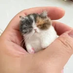 Sheep Felt Poke Cat Handmade Material Bag For Beginner Diy Wool Needle Felting Simulation Creative Animal Gifts - Image 4