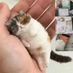 Sheep Felt Poke Cat Handmade Material Bag For Beginner Diy Wool Needle Felting Simulation Creative Animal Gifts - Image 2